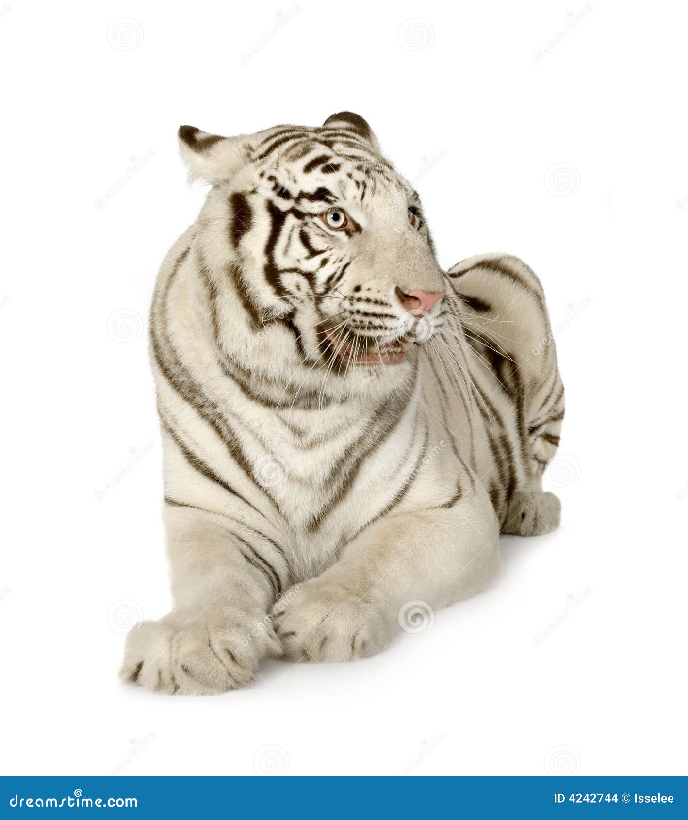 White Tiger (3 years) in front of a white background