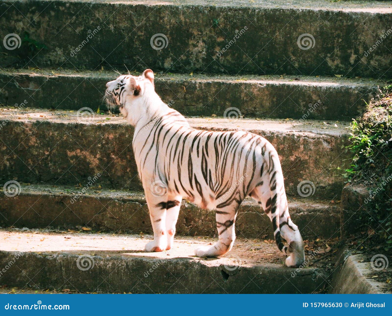 A white tiger with black stripes standing on stairs . It is found in South East Asian countries . it`s in a zoo. The photo is taken in Puri Zoo in West Bengal India