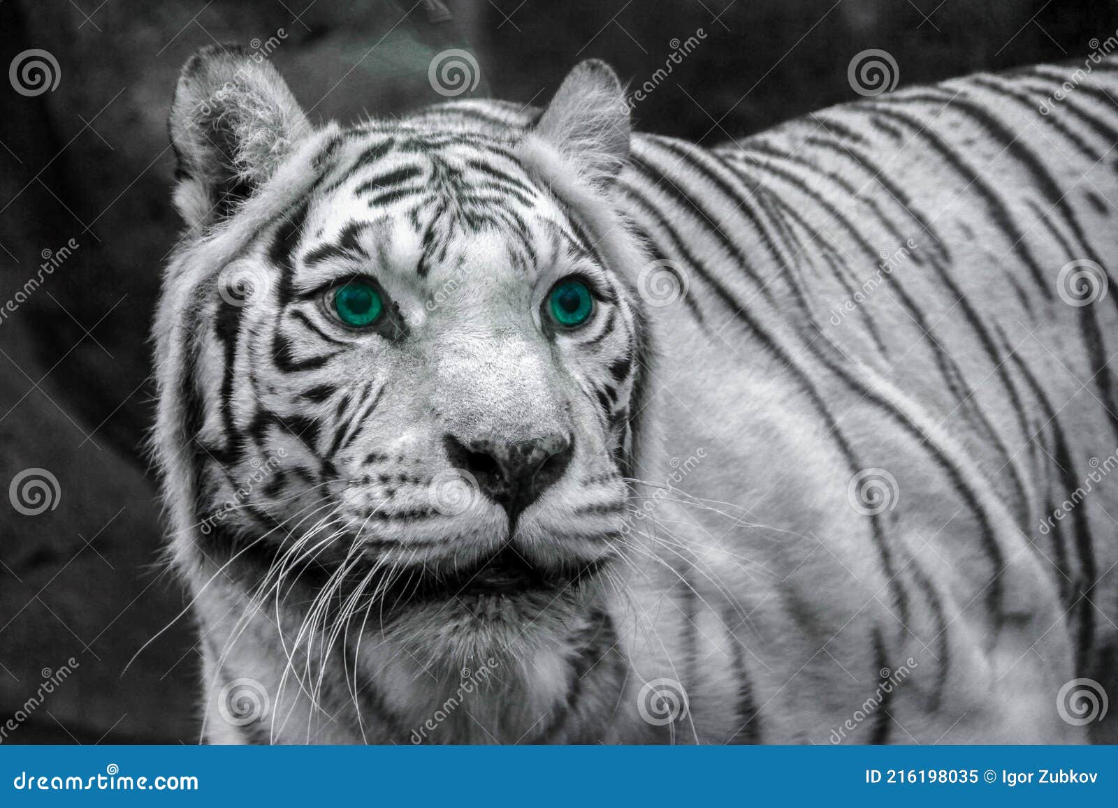 White Tiger with Blue Eyes Goes Hunting Stock Image Image of portrait