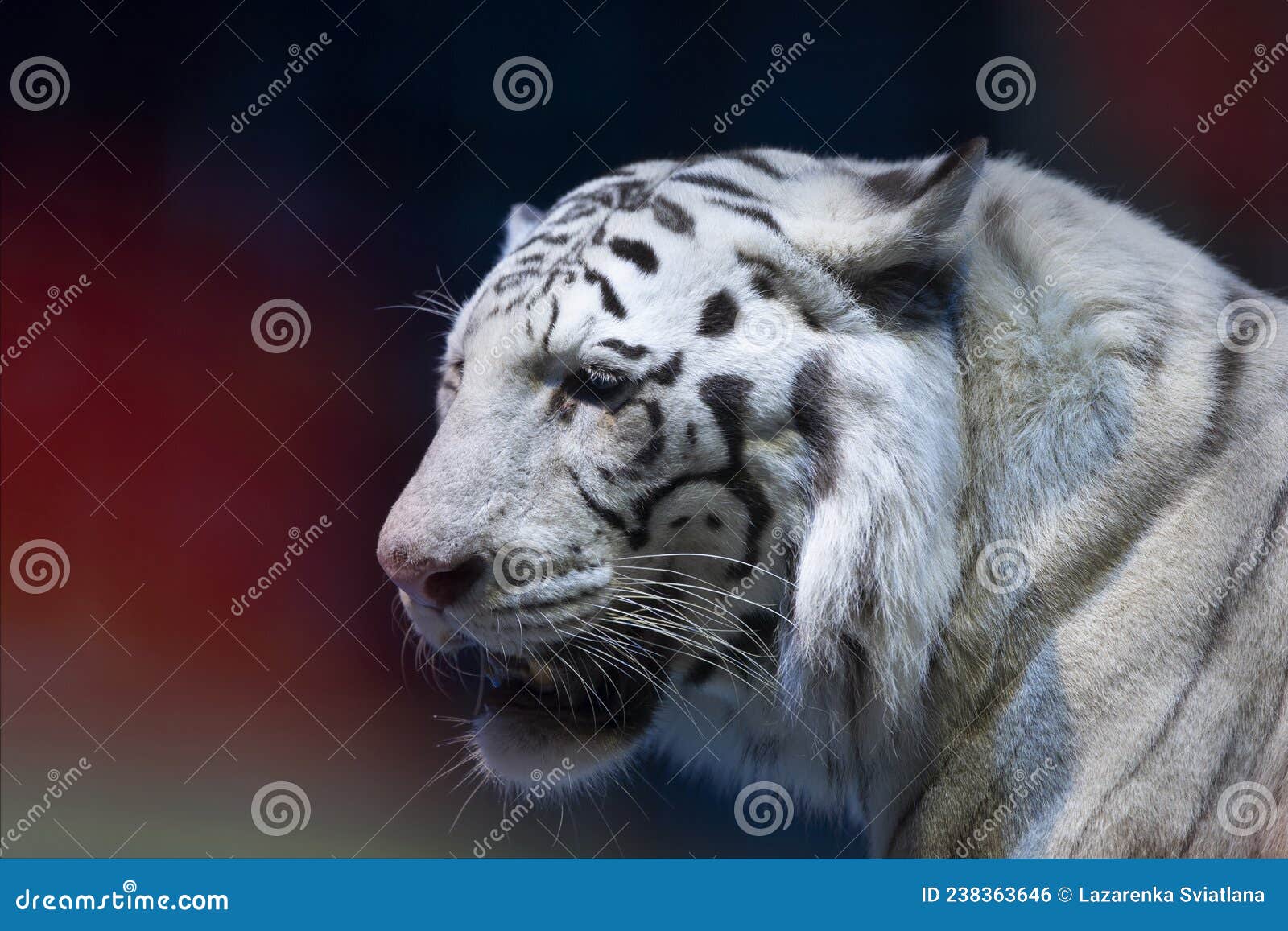White tiger closeup stock photo. Image of closeup, dangerous 238363646