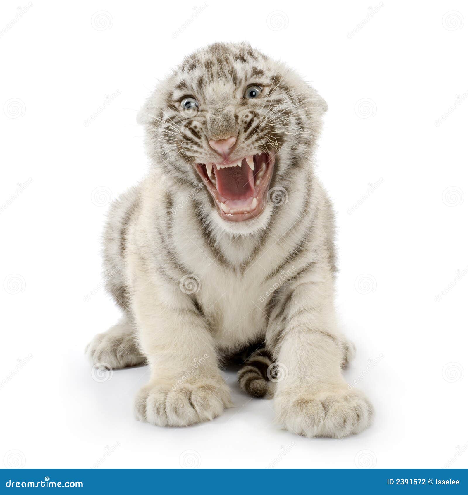 White Tiger cub (3 months) stock photo. Image of angry 2391572