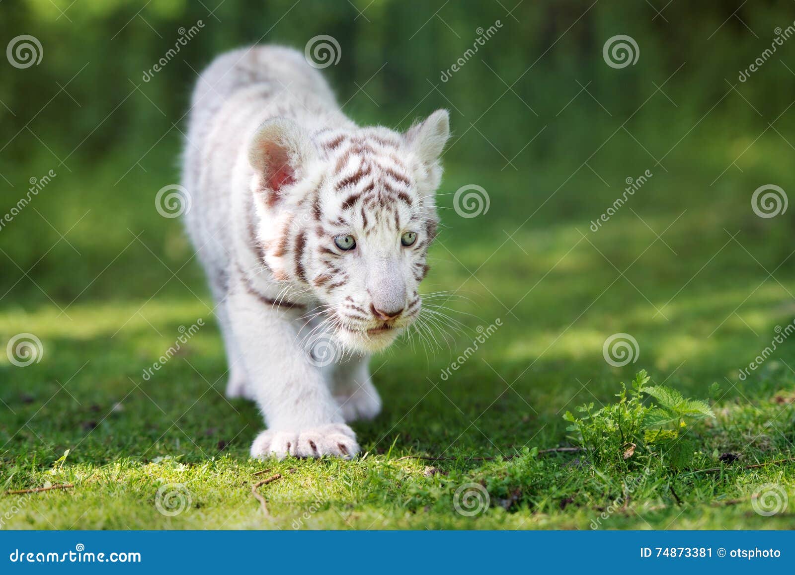 White Tiger Cub Standing on Grass Stock Image Image of portrait, cute