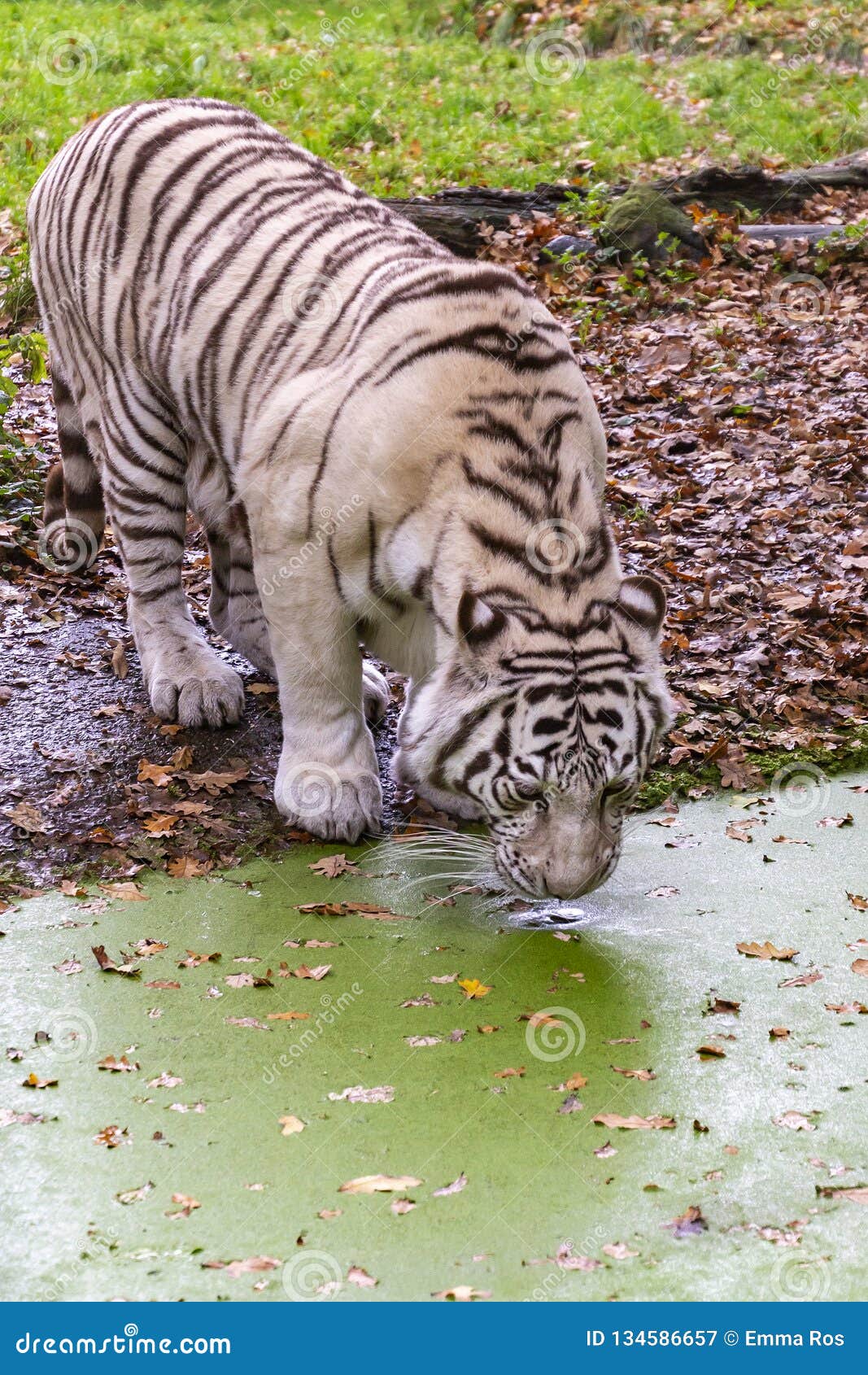 White Tiger Drinking In The Zoo Ouwehands Dierenpark Rhenen