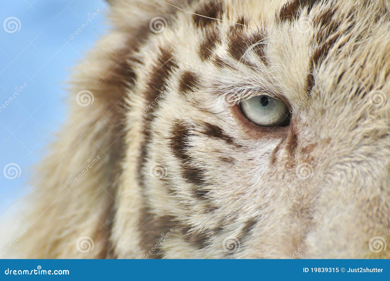 White Tiger Eye stock image. Image of look, asian, black 19839315