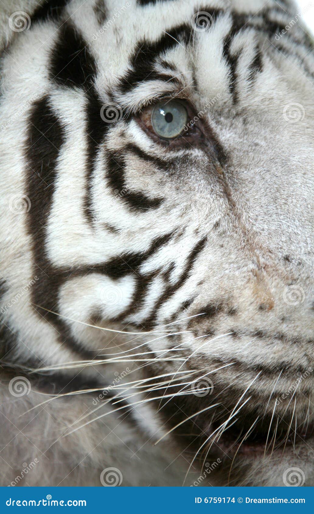 White Tiger Eye stock photo. Image of bengal, india, mammal 6759174