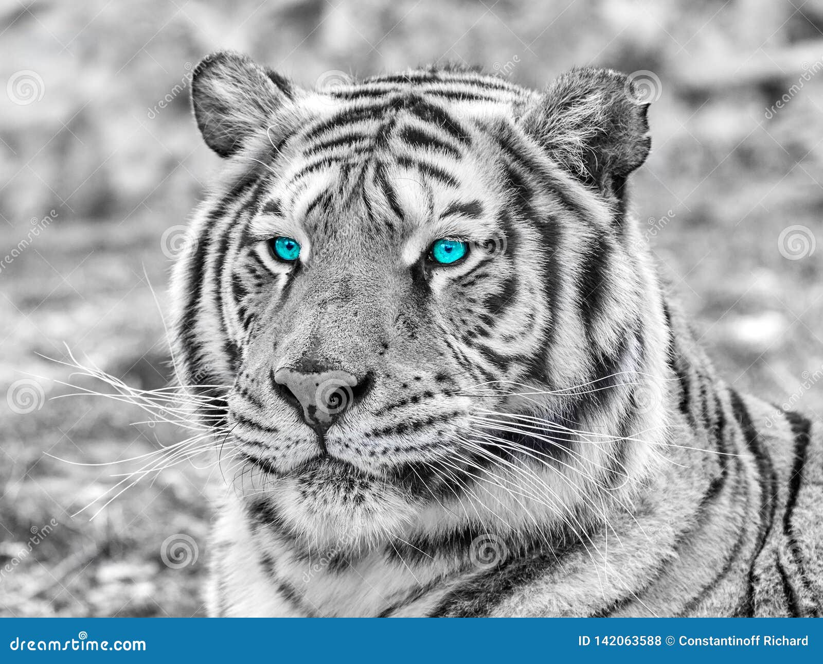 White tiger face closeup stock photo. Image of hunter 142063588