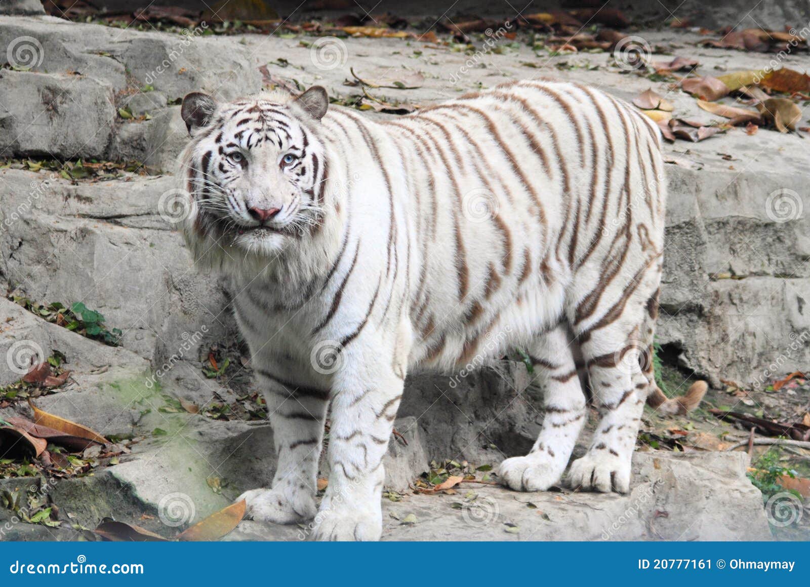 White Tiger In Guangzhou, China Stock Image Image 20777161