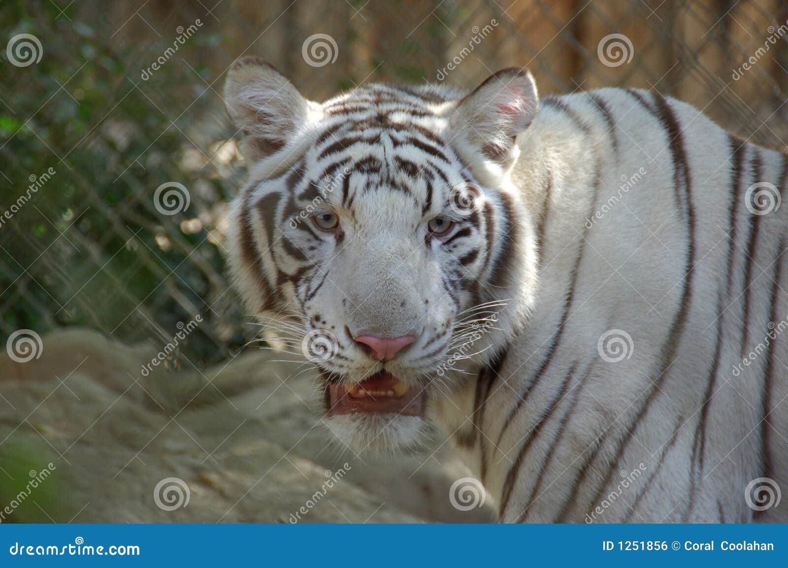 Tiger Hanging Out In Living Room