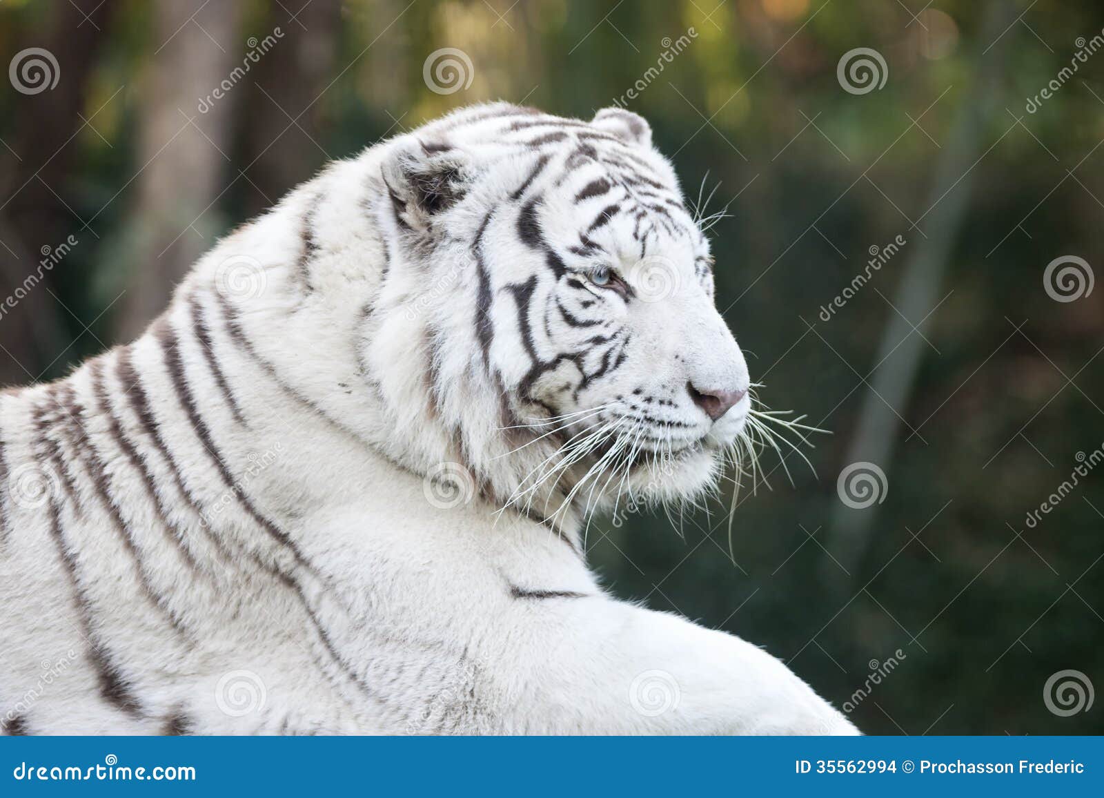 White tiger head stock photo. Image of danger, perfection - 35562994