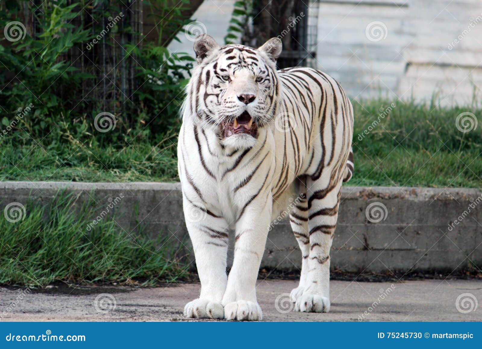 white tiger