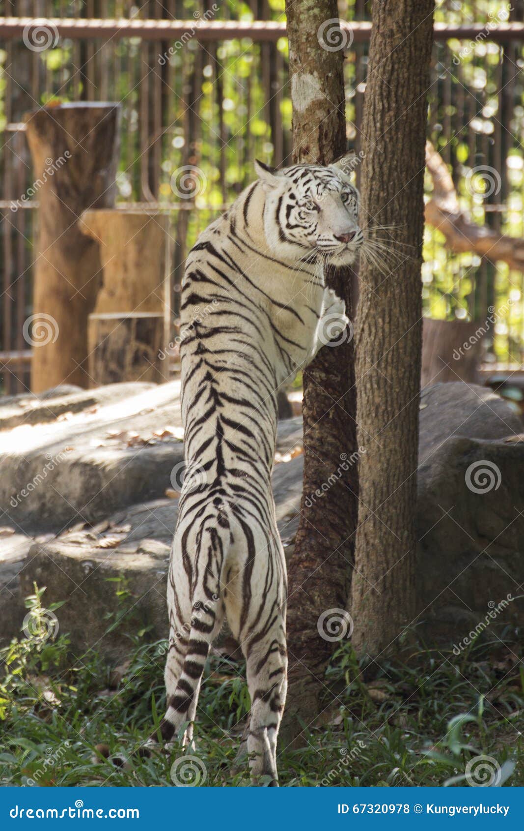 The White Tiger jumping stock photo. Image of white, wild 67320978