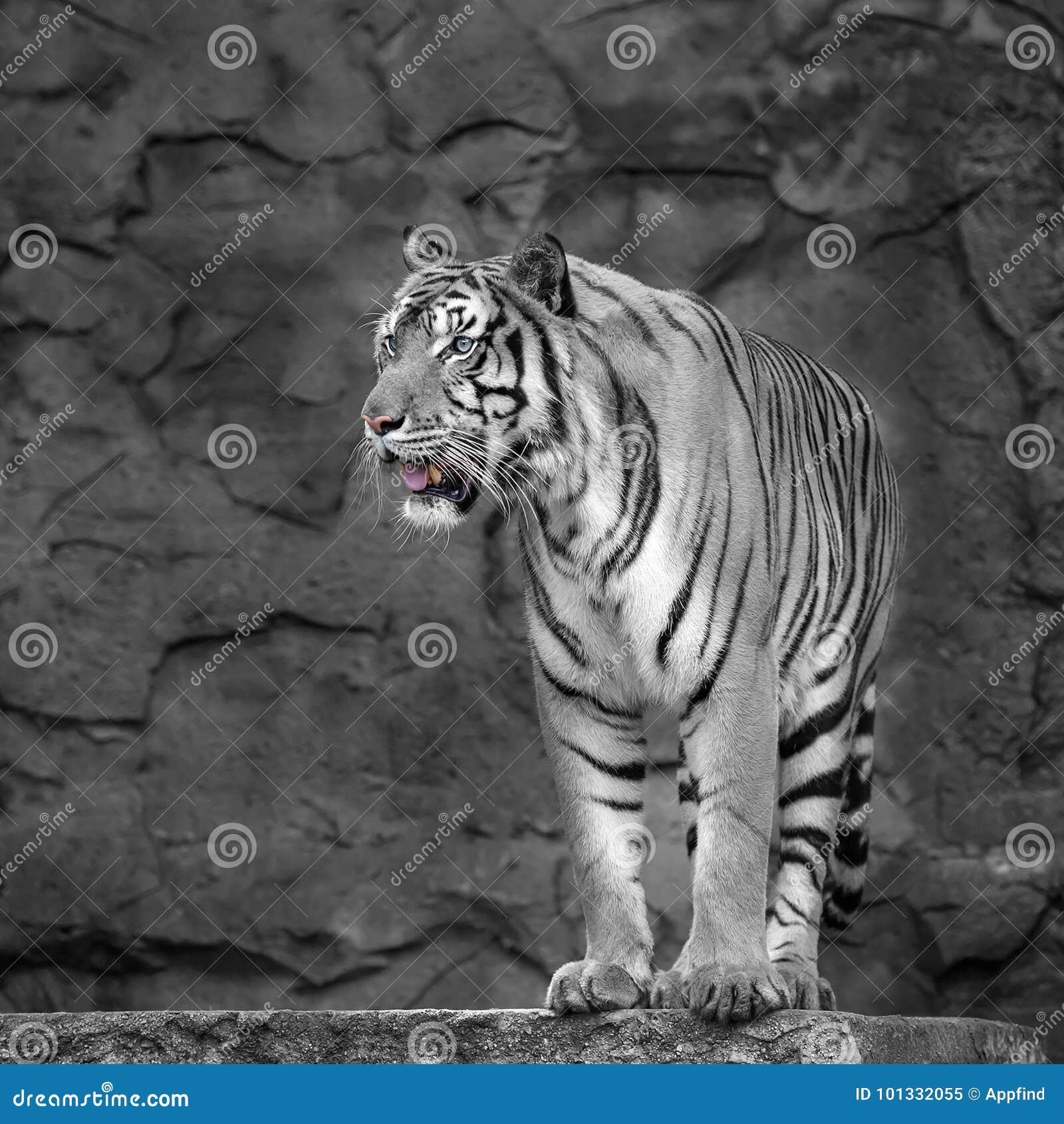 Close up white tiger stock image. Image of mammal, looking 101332055