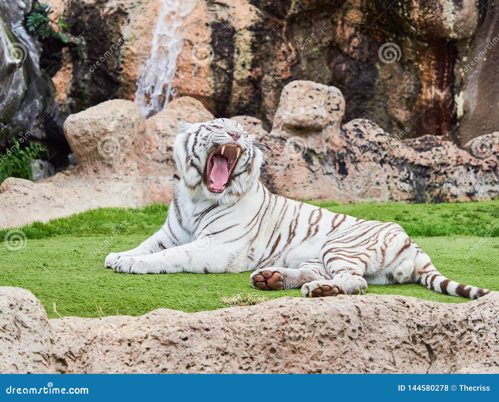 white tiger at loro park loro parque, tenerife, canary islands, spain