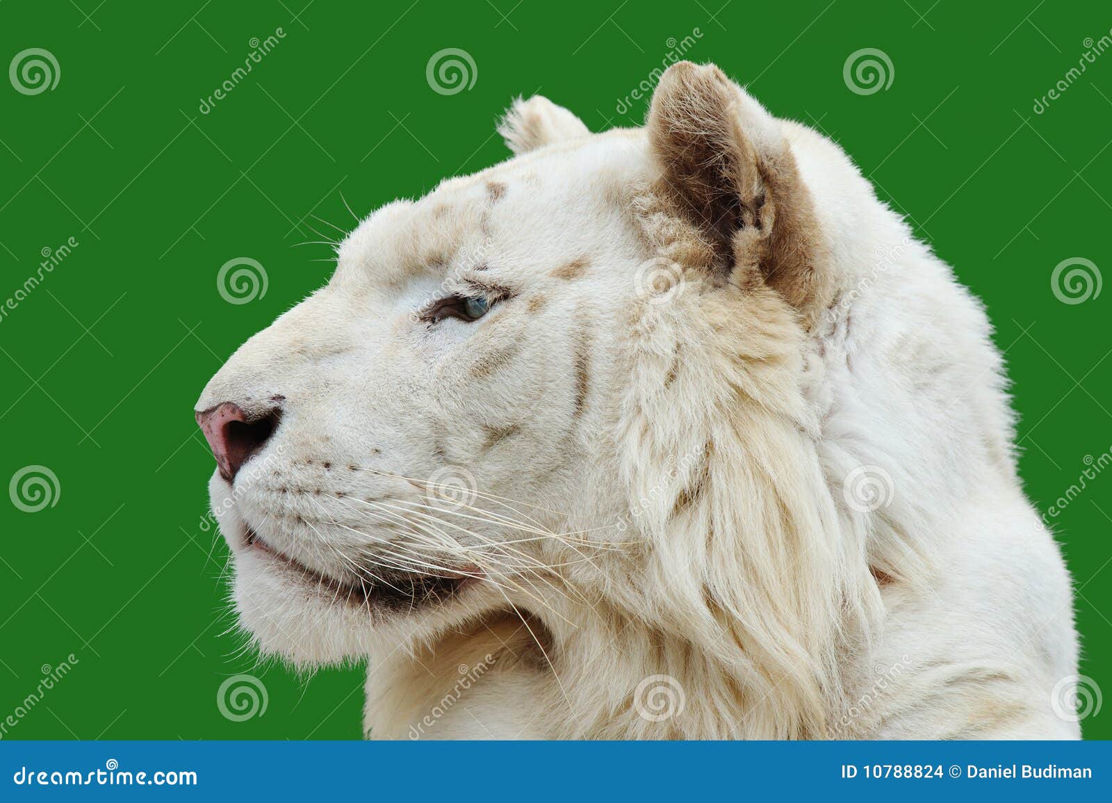 White tiger profile stock photo. Image of dangerous, safari 10788824