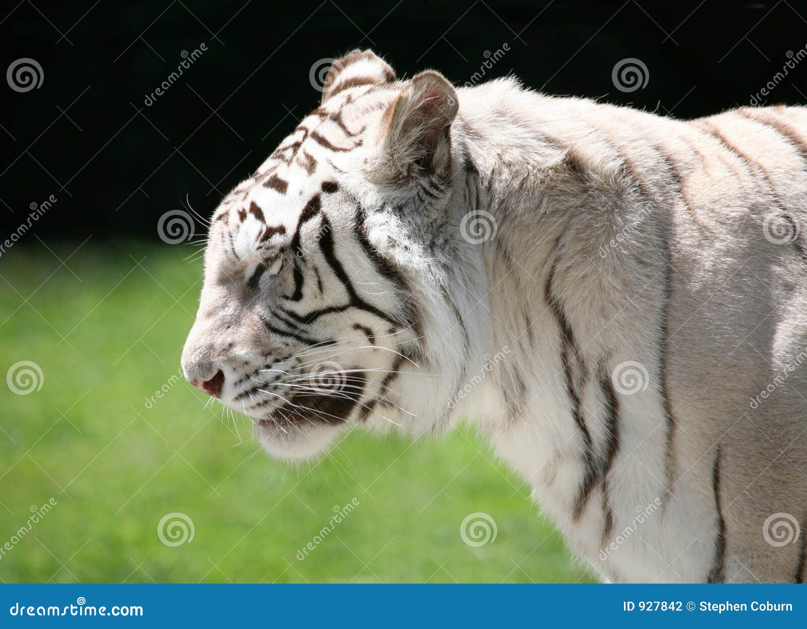White Tiger Profile stock photo. Image of white, asia, green 927842