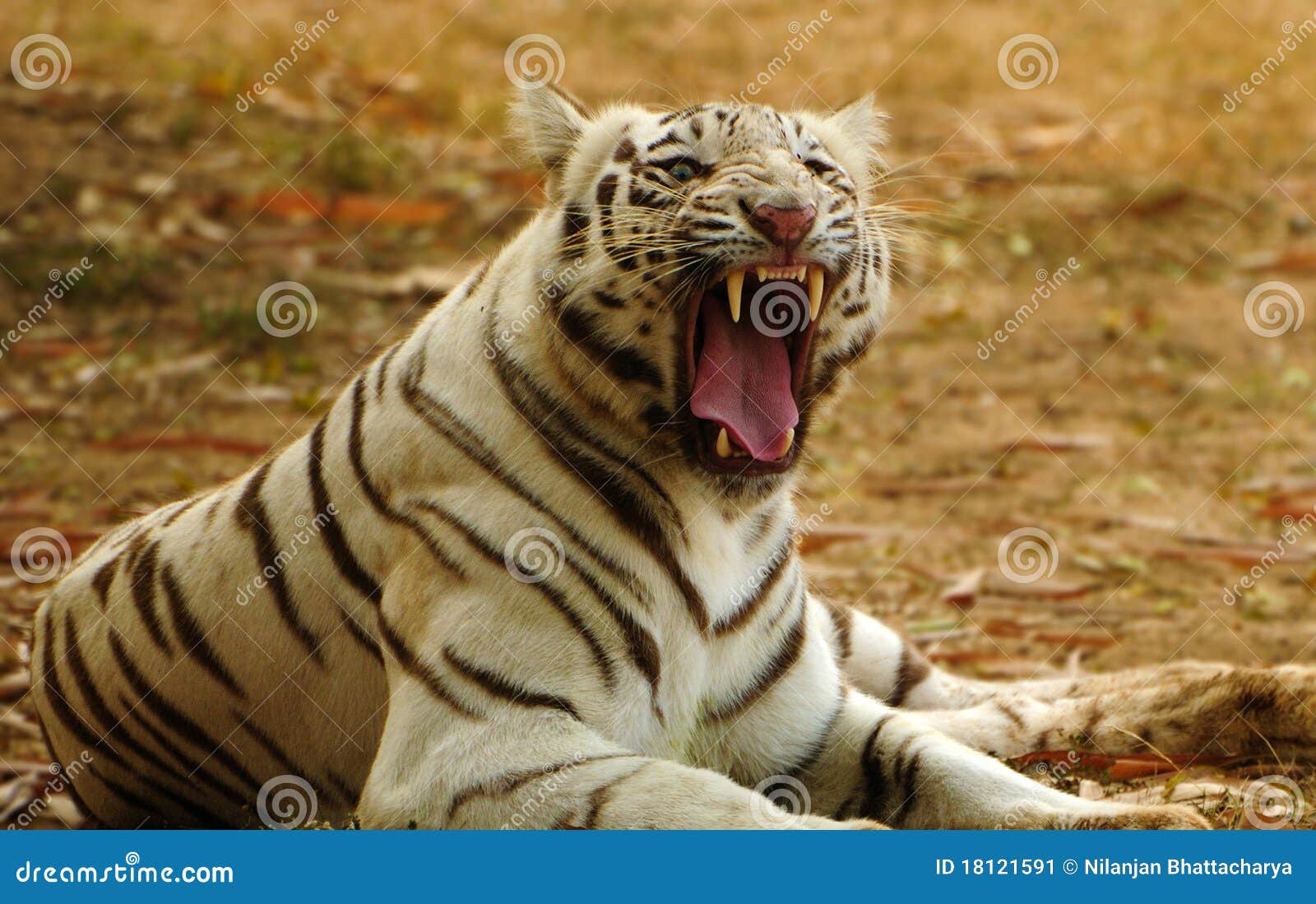 White Bengal Tiger Roaring