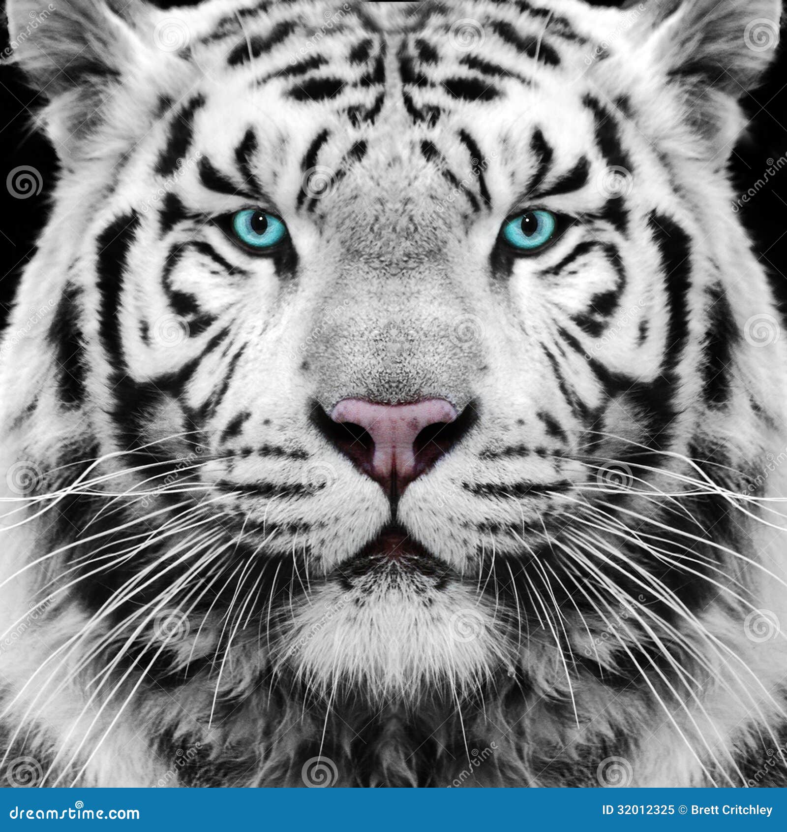 White Tiger. White Siberian tiger face / eyes.