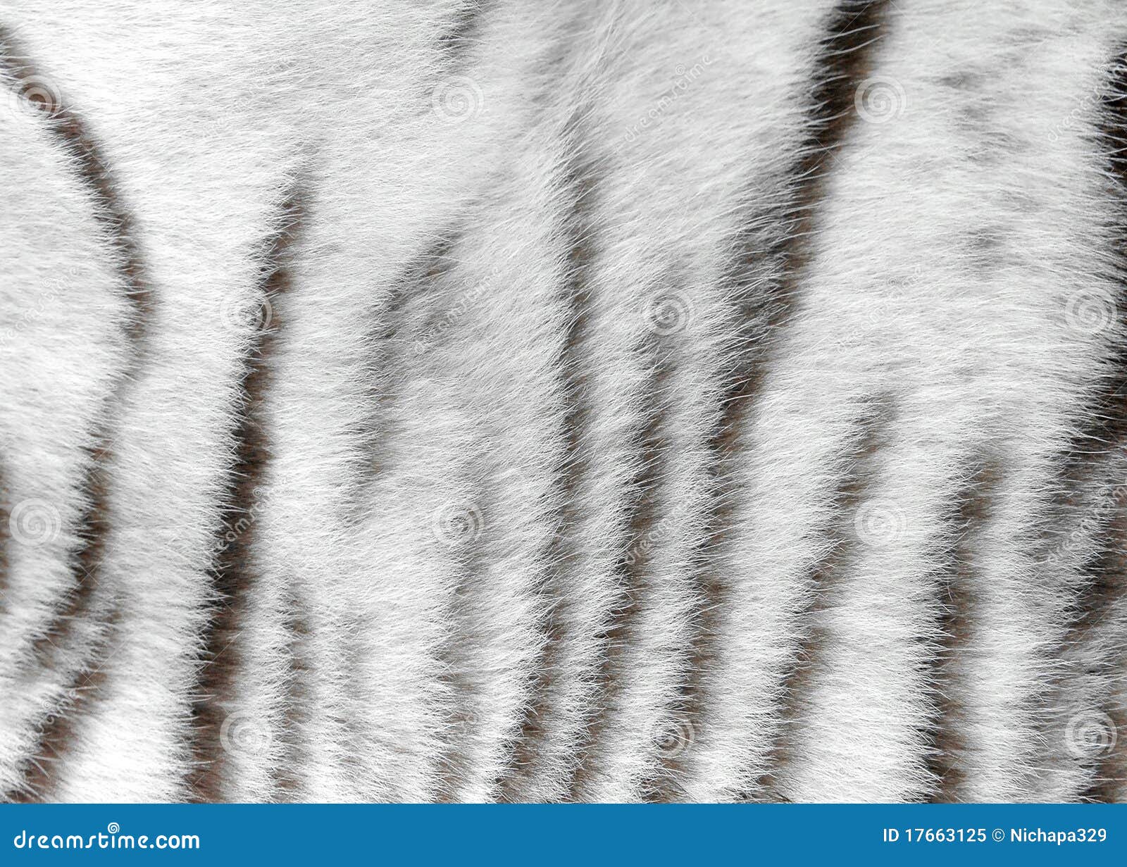 White Tiger Skin Wallpaper Hd