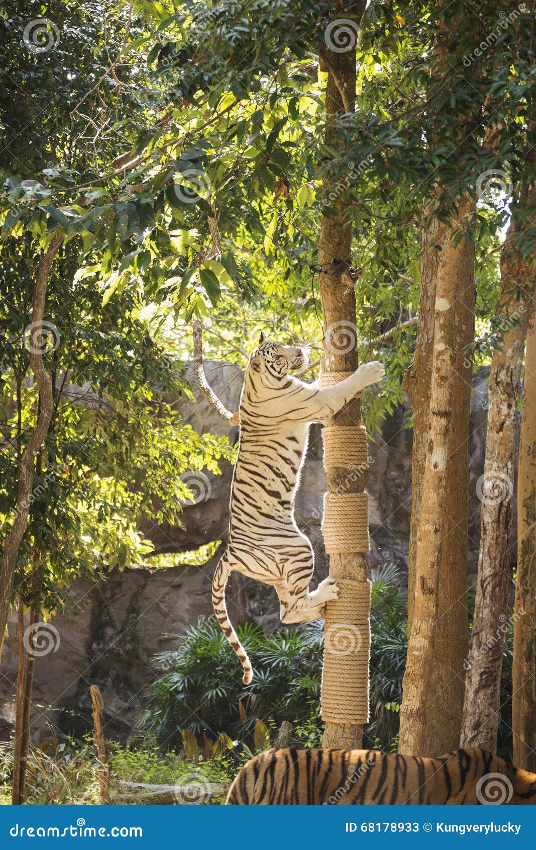 White tiger take jumping stock image. Image of safari 68178933