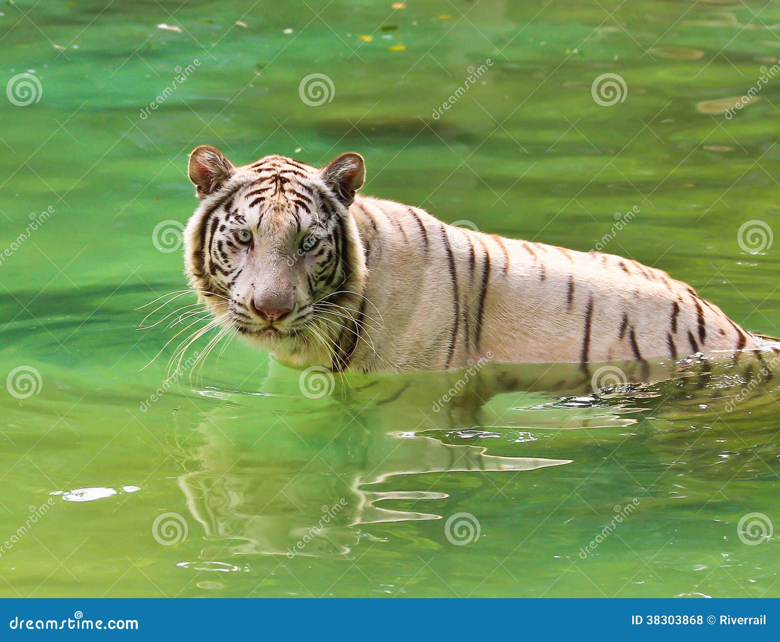 White tiger in the water stock photo. Image of hunter 38303868