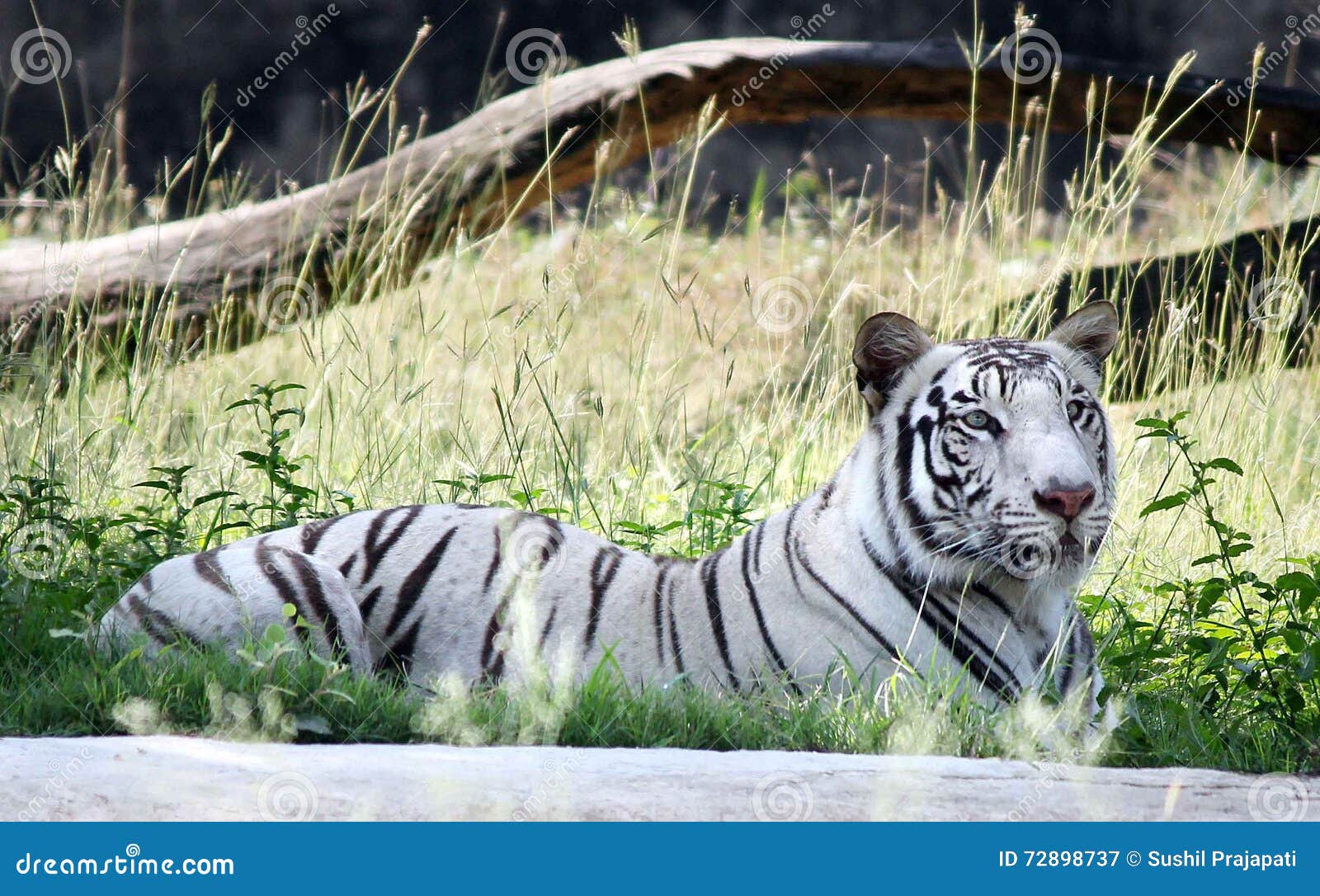 A Rare Extinct Animal White Tigress Name 