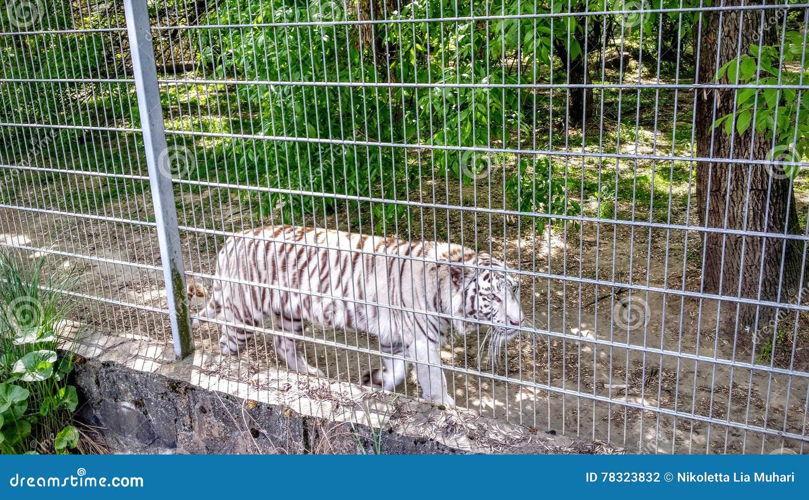White tigers in a cage stock photo. Image of tigers, wild 78323832
