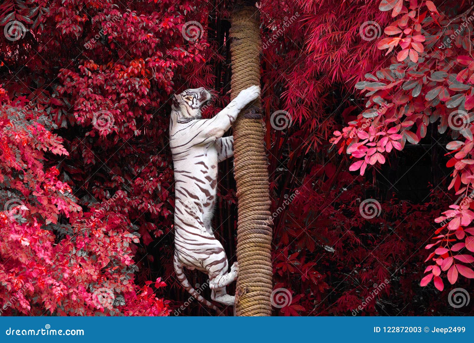 white tigers are climbing trees in the wild nature.