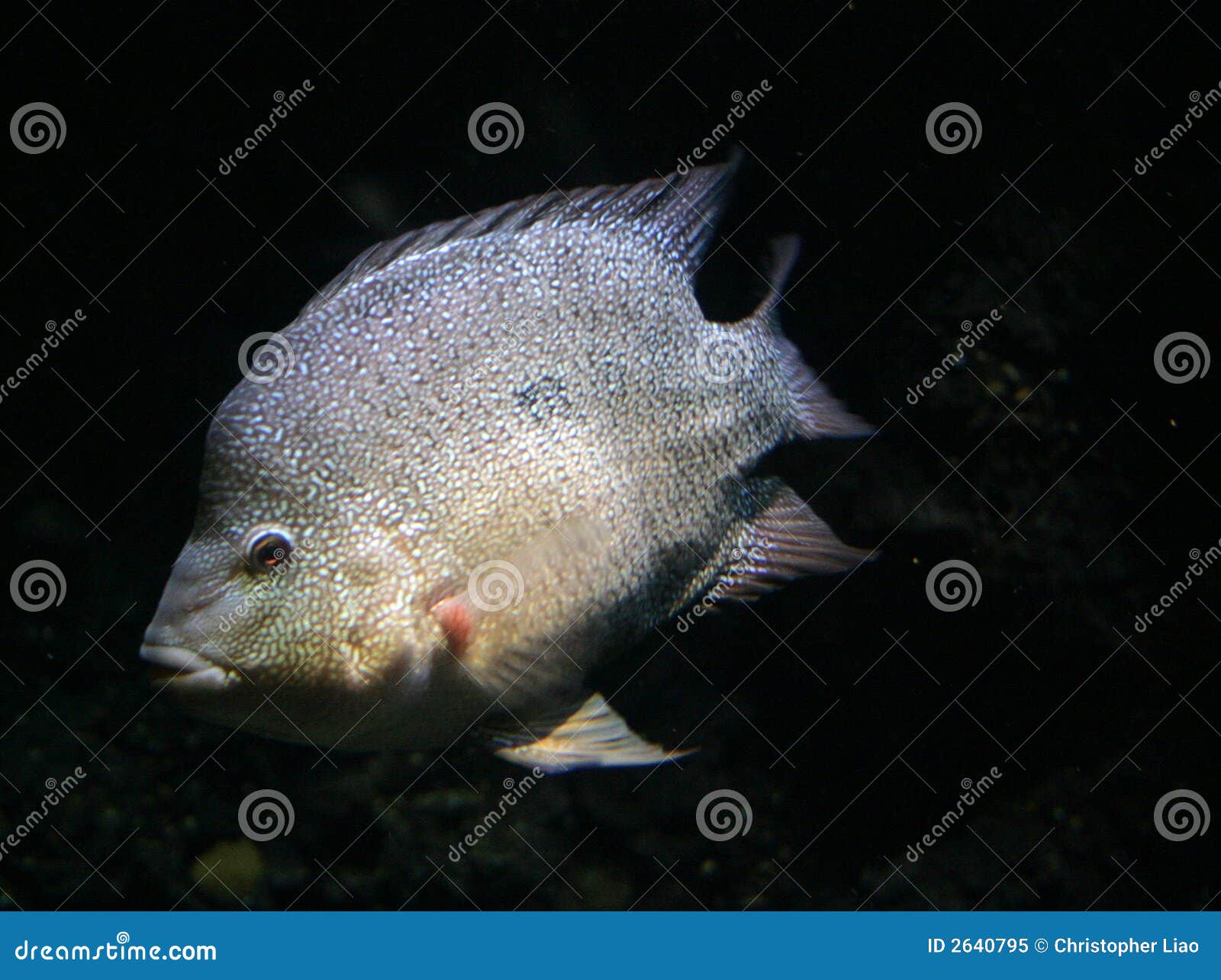 White Tilapia stock image. Image of gills, water, underwater 2640795