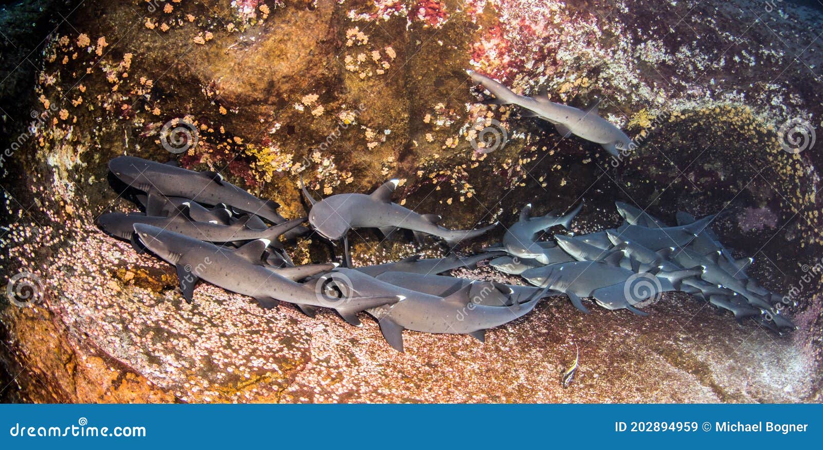 white tip reef sharks at roca partida, mexico