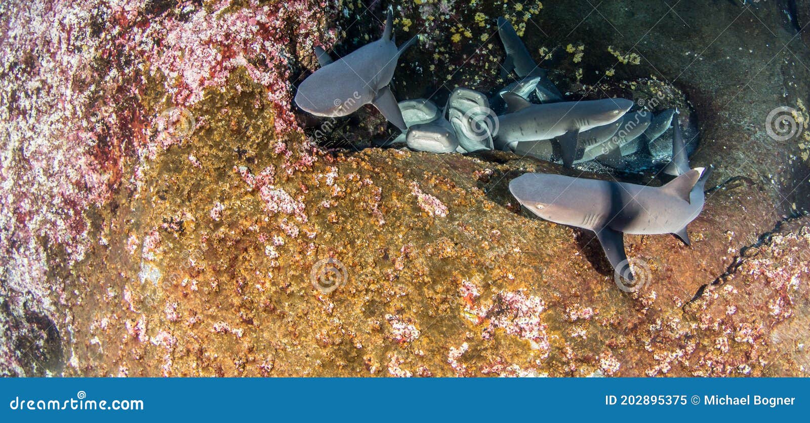white tip reef sharks at roca partida, mexico