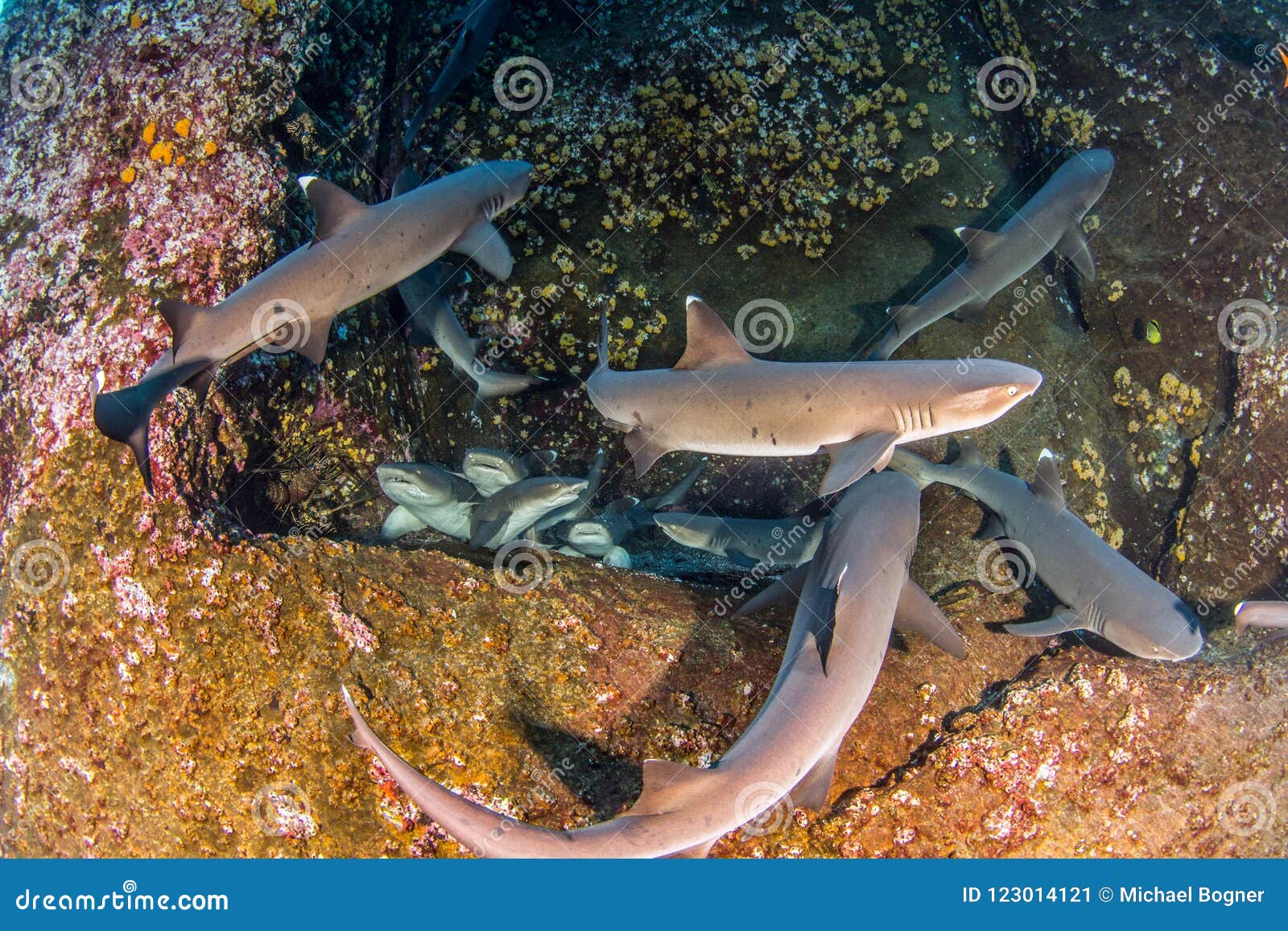 white tip reef sharks at roca partida, mexico