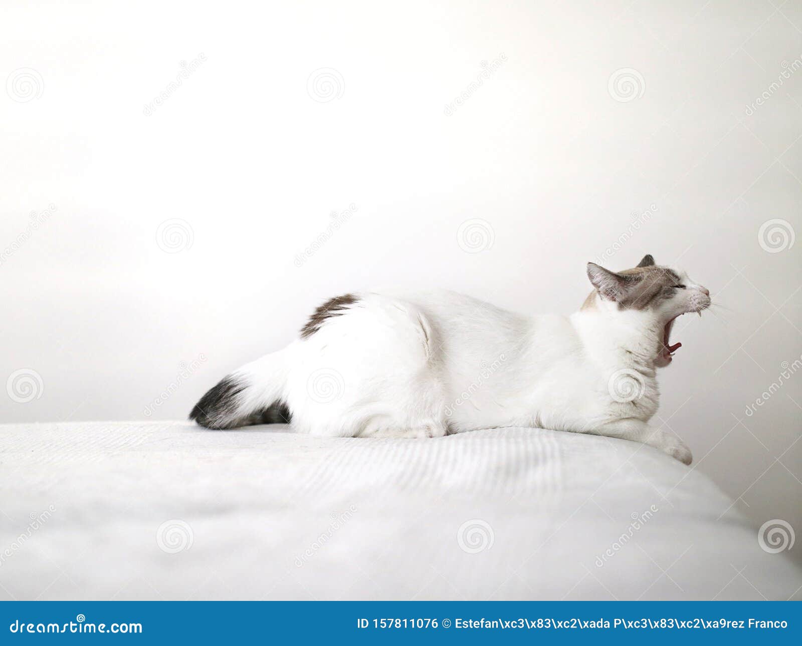 white tired cat yawning on a white bed