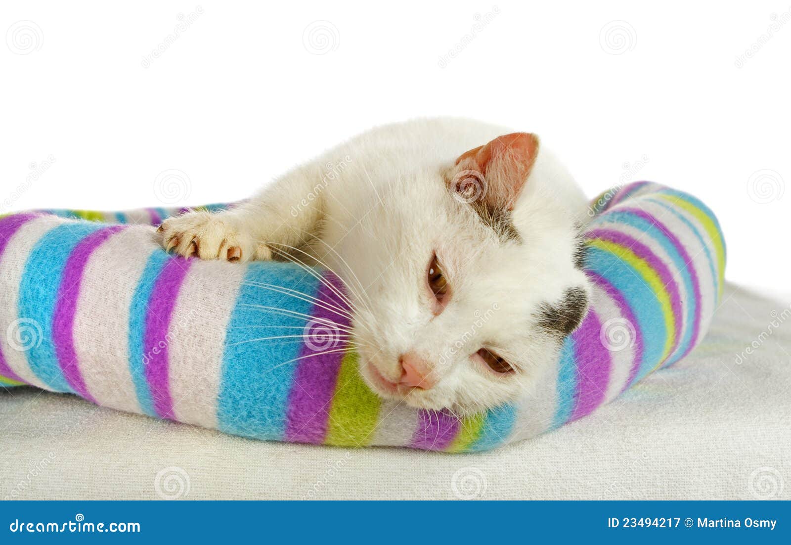 White Tomcat In His Cat Bed Stock Image Image of comfy, tomcat 23494217