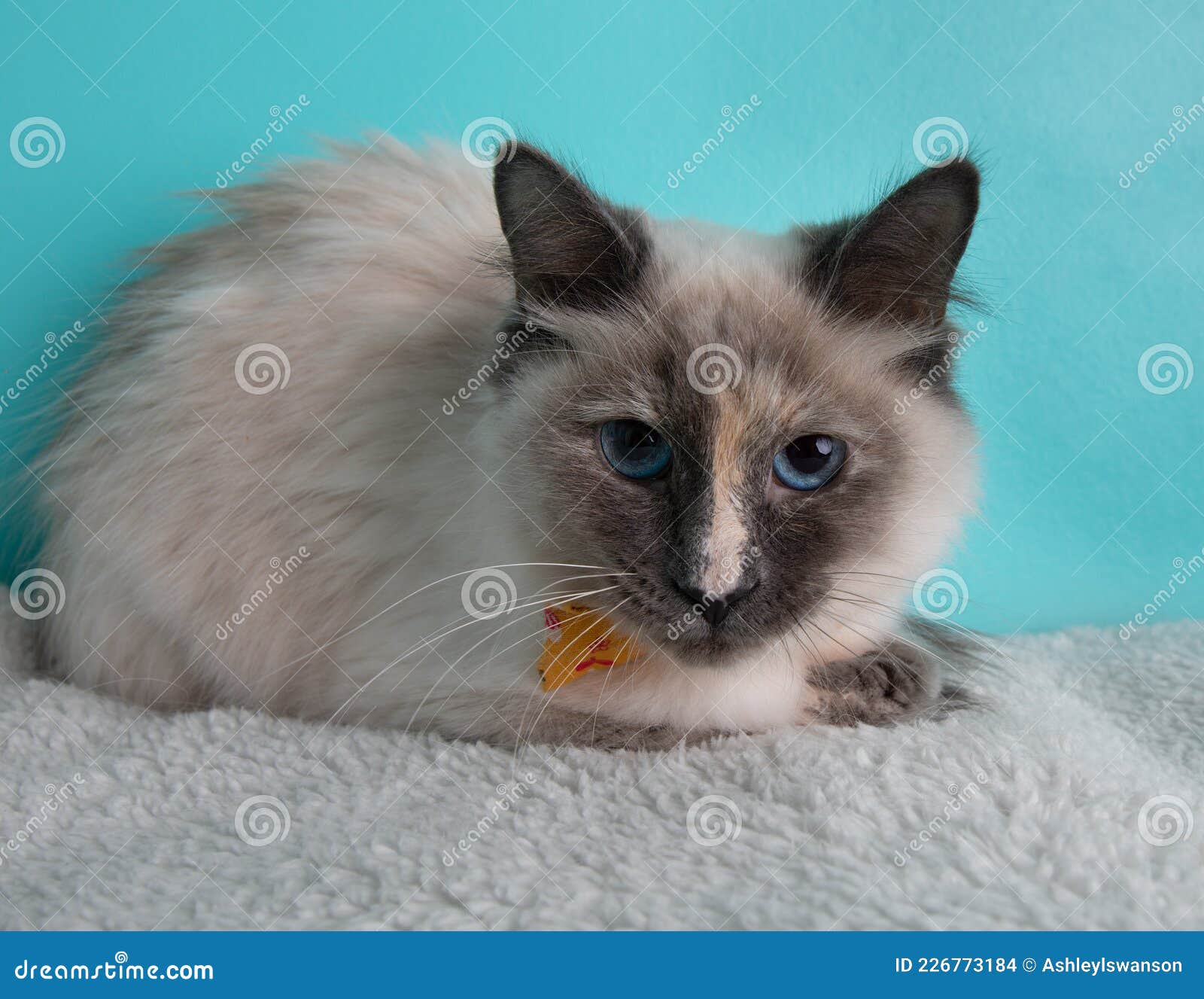 tortoiseshell and white cat with blue eyes