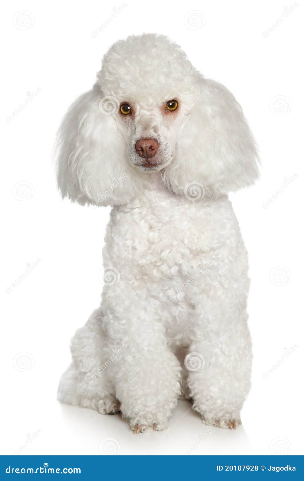 White Toy poodle stock photo. Image of front, sitting 20107928