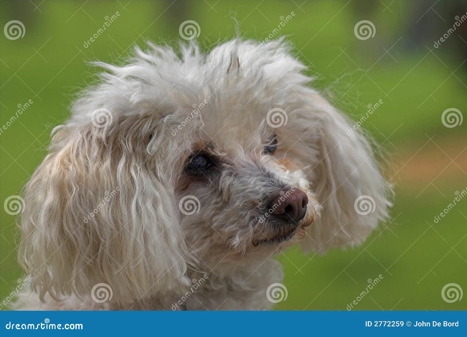Adorable Toy Poodle Dog White