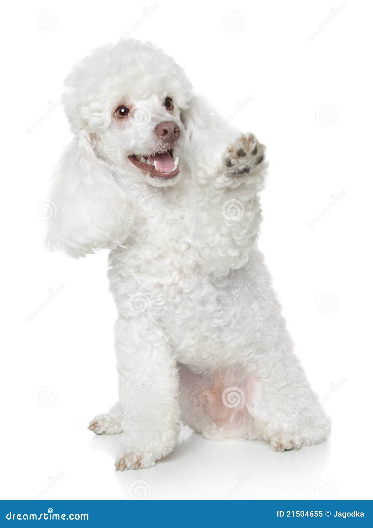 poodle puppy paws