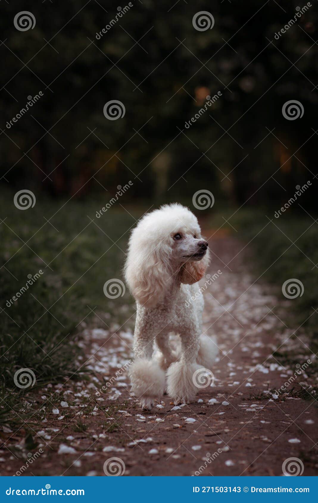 Apple poodle cheap