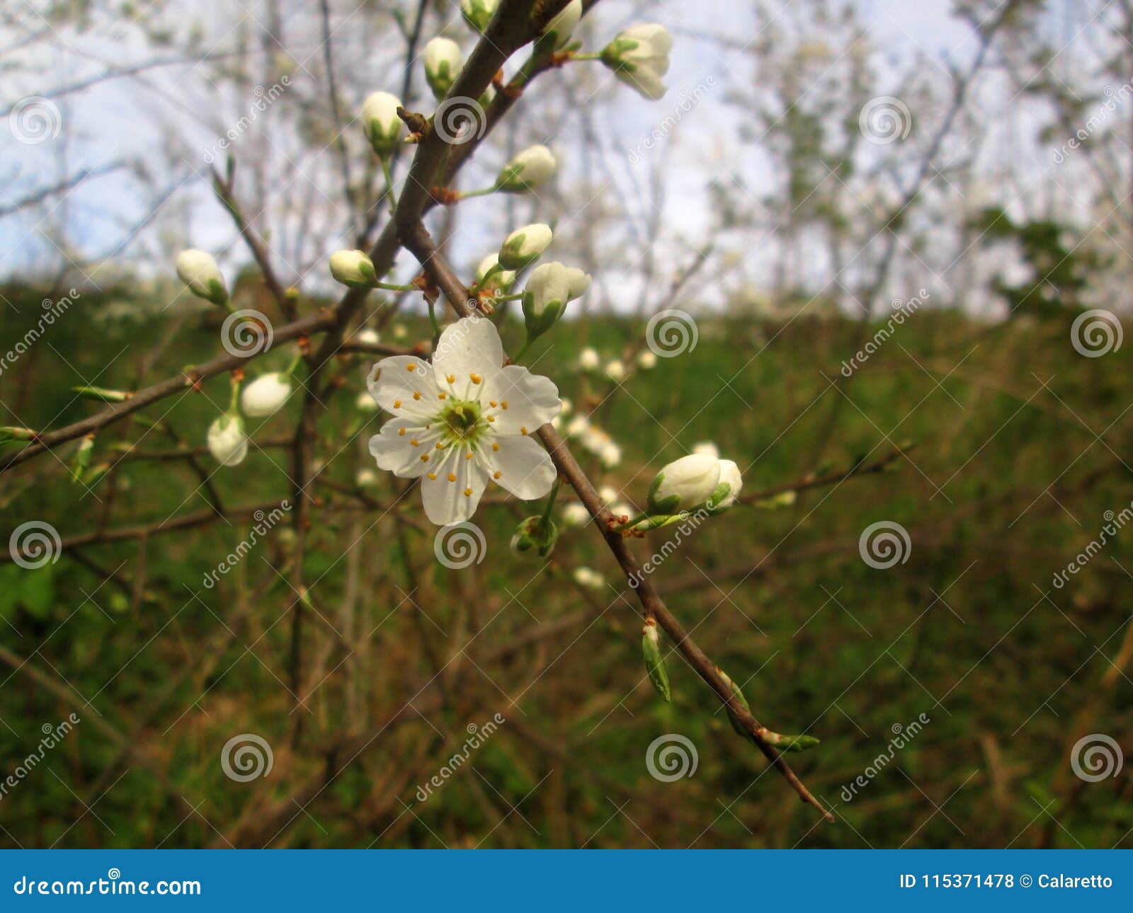 White tree blossom stock photo. Image of blossom, grow 115371478