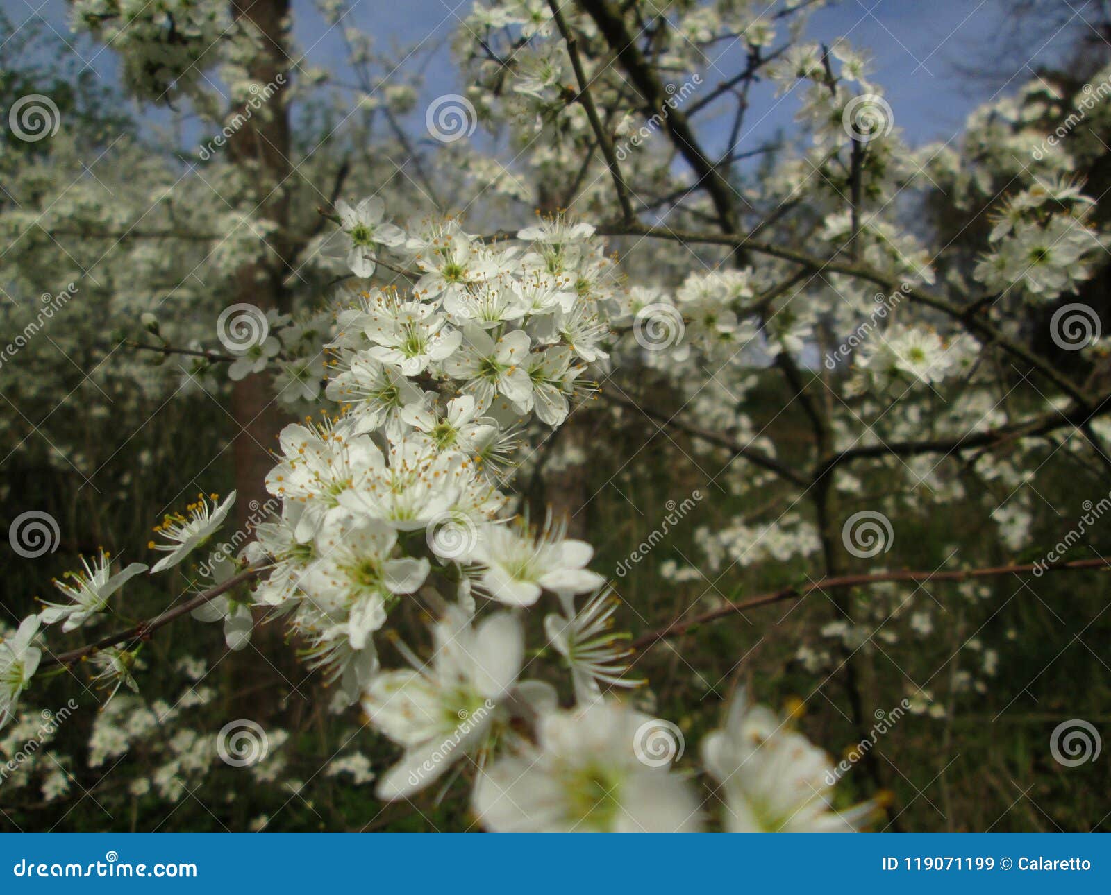 White tree blossom stock image. Image of petal, branch 119071199