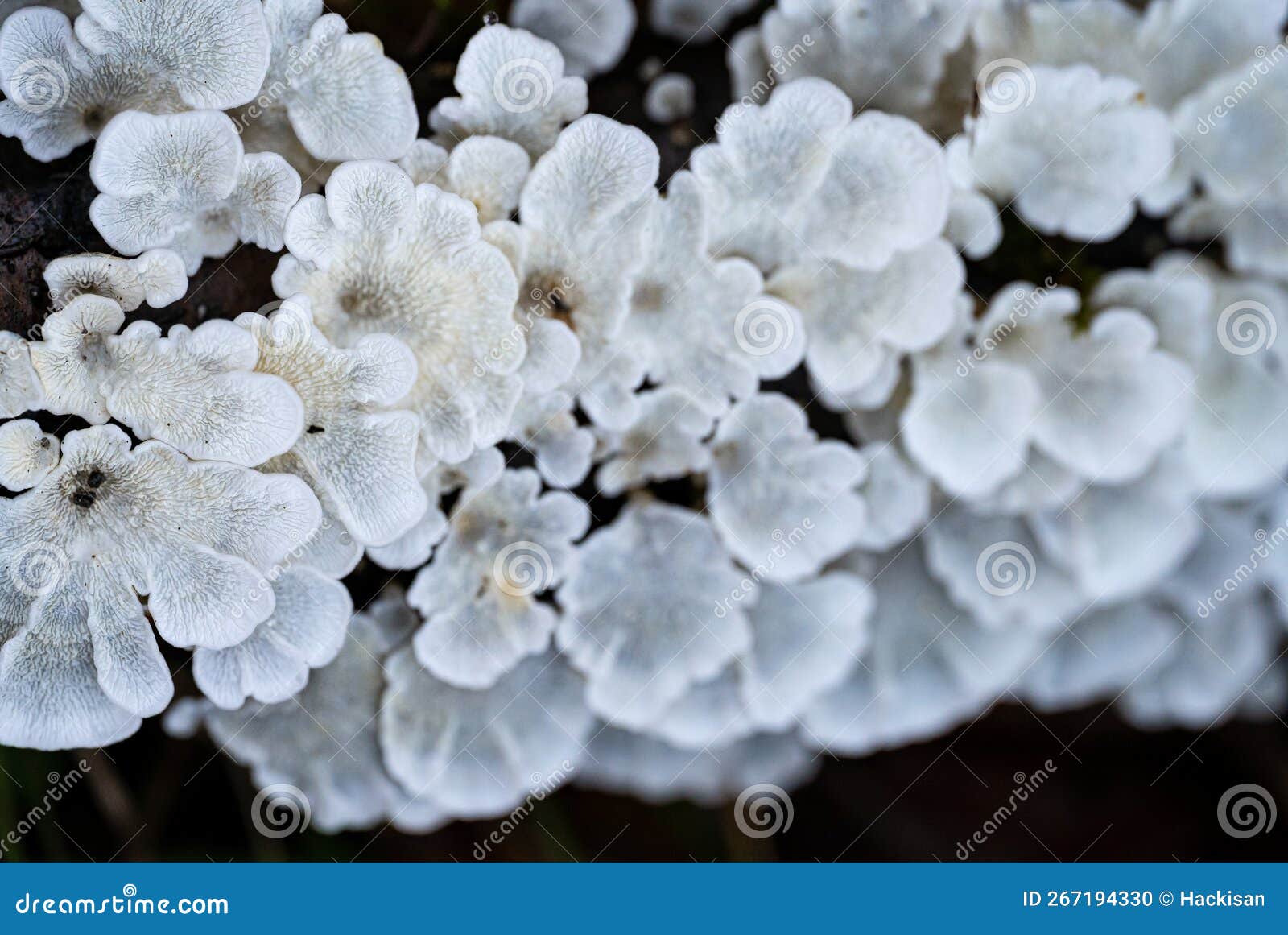 white tree fungi on a dead branch inside the forest