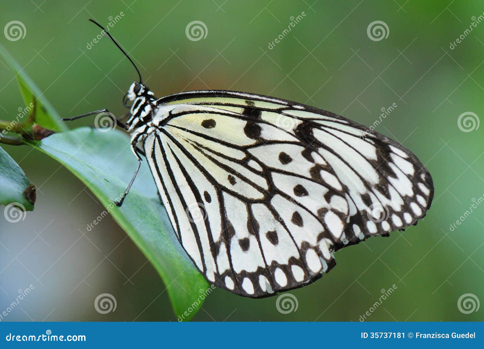 The white tree nymph is a beautiful black and white butterfly. This one is sitting on the leaf of a tree.