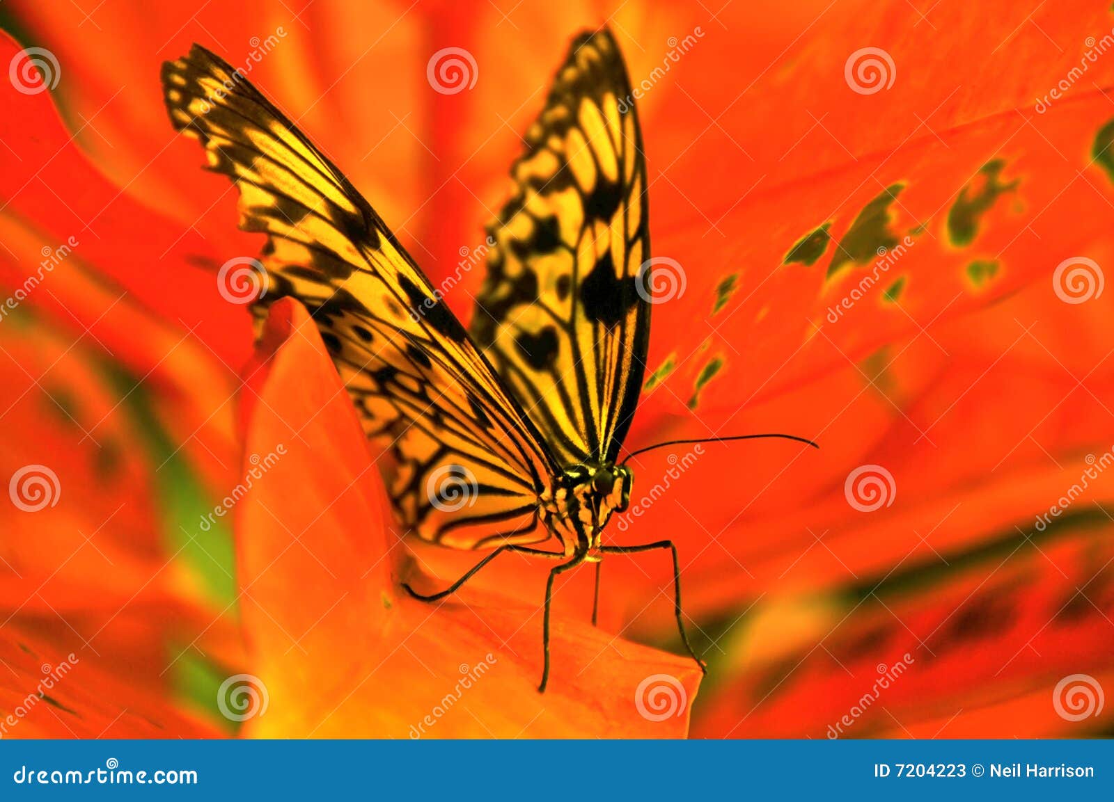 white tree nymph in red flower
