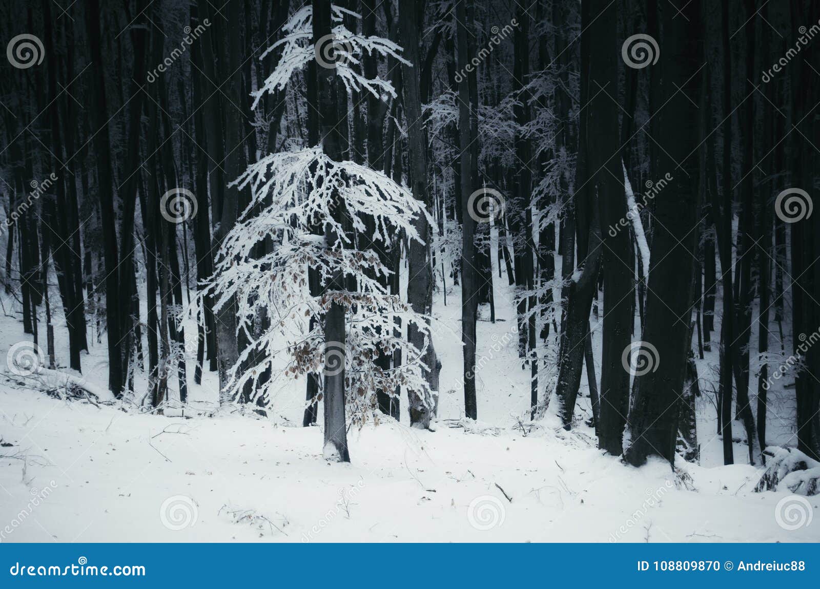 white tree with snow in dark winter forest stock photo image of