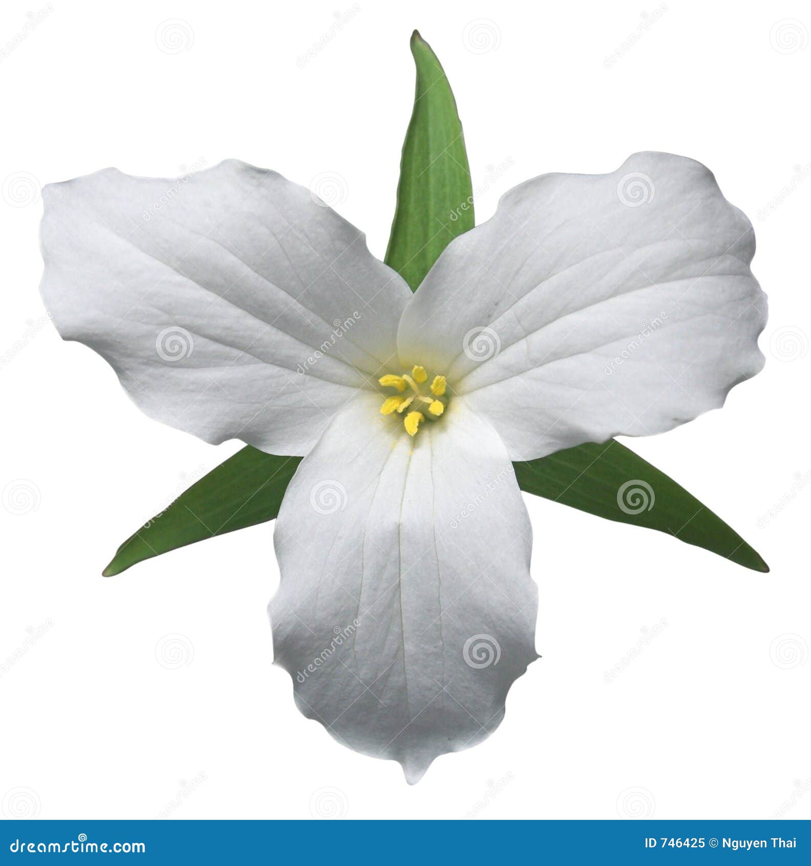 white trillium