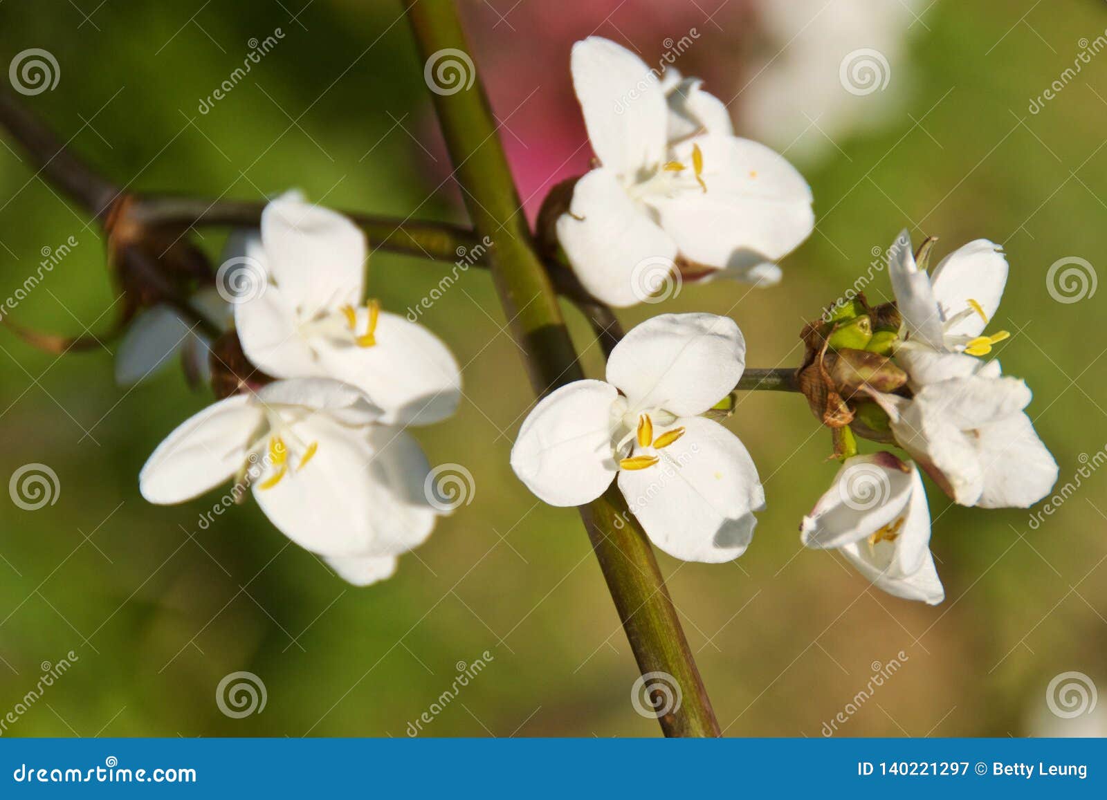 white trillium erect flowers blooming in chile