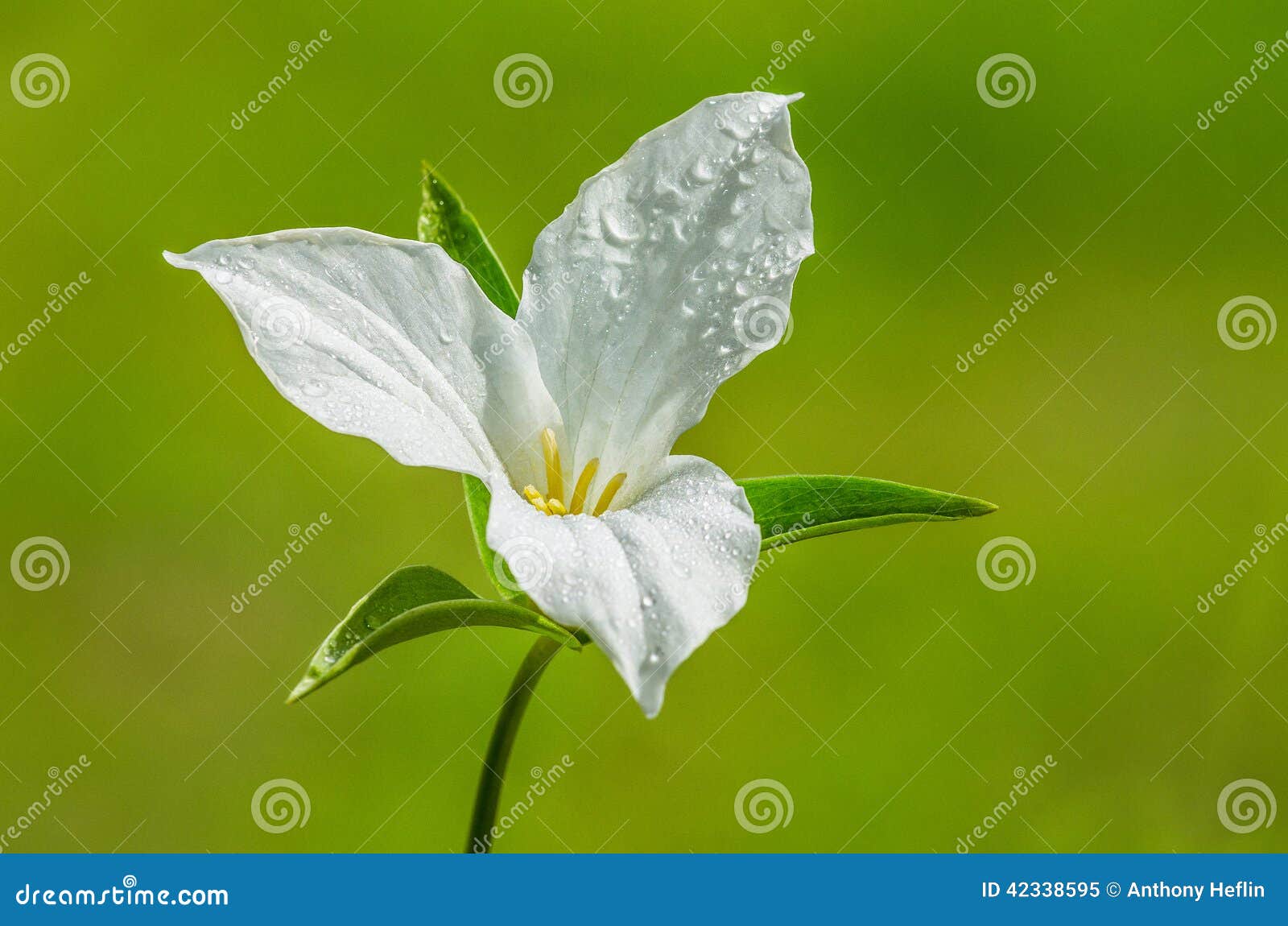 white trillium flower
