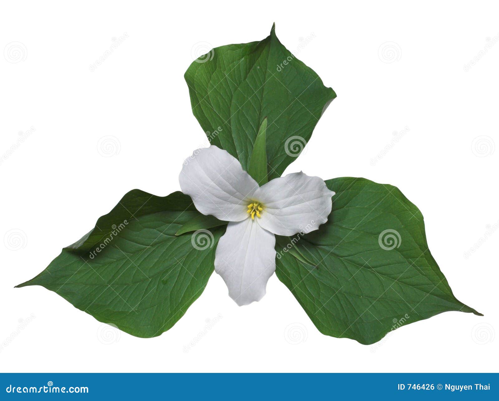 white trillium with leaves