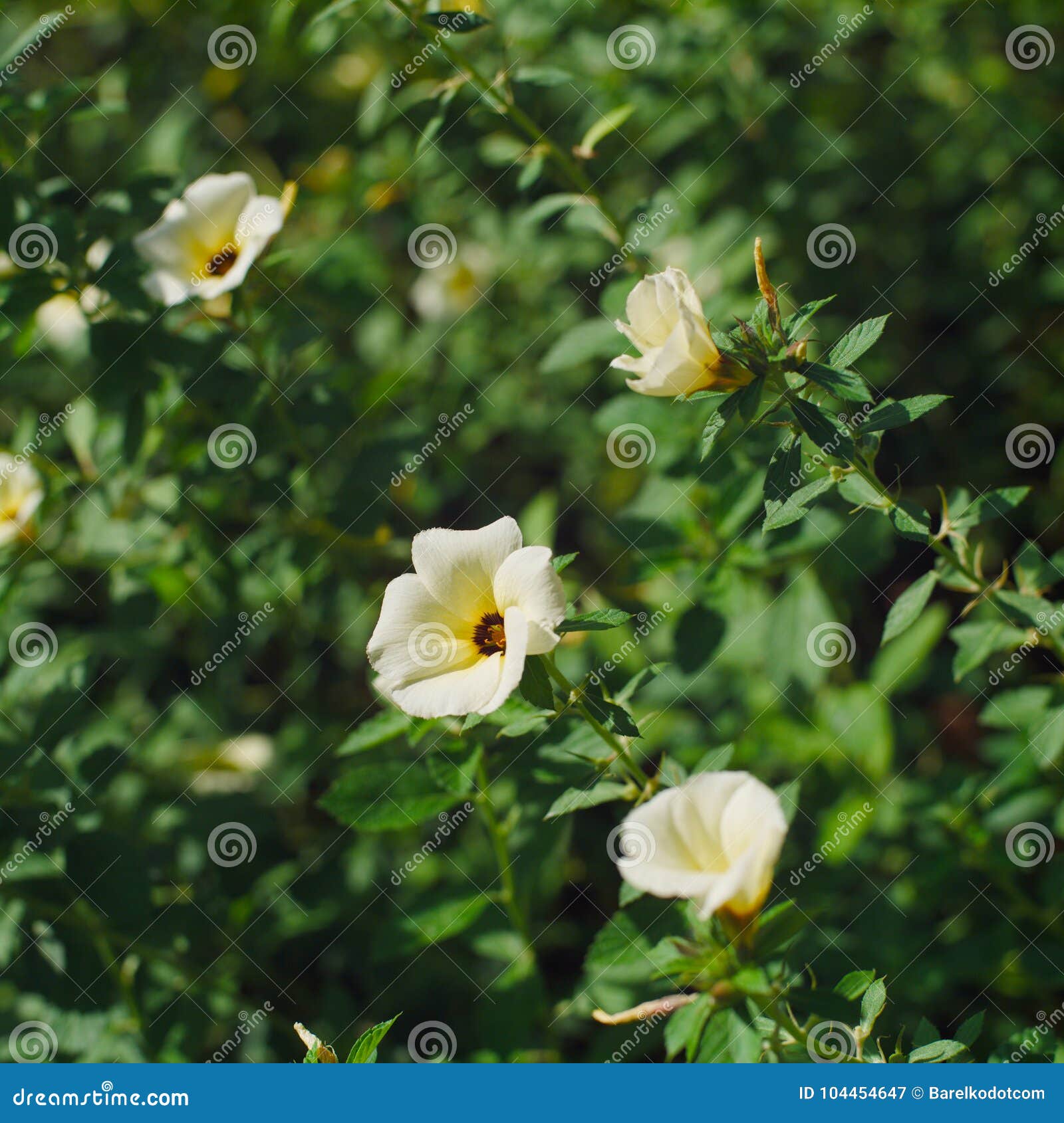 tropical flower ,plant background