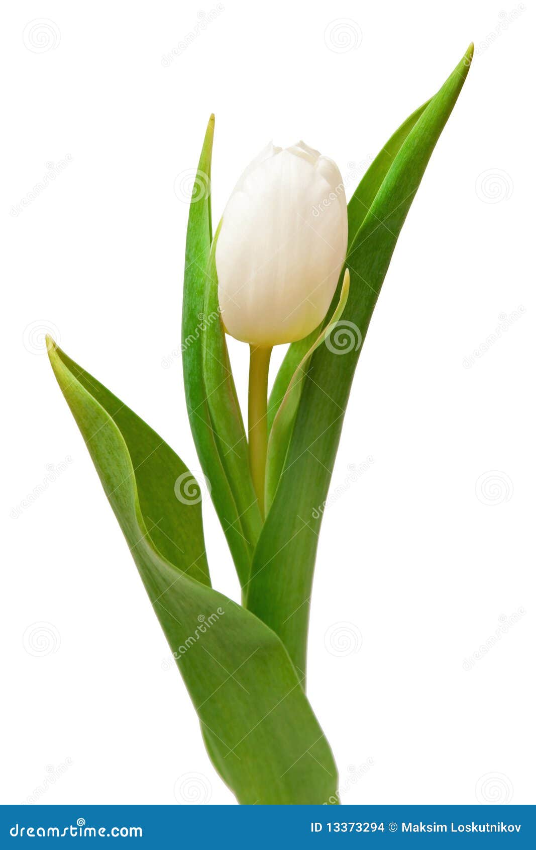 White tulip stock photo. Image of march, mothers, date 13373294